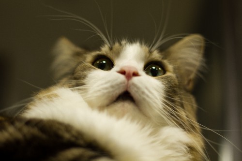 Image white and brown cat in close up photography