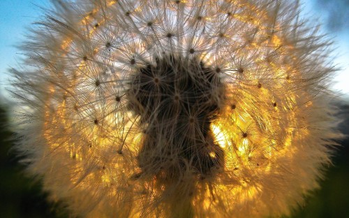 Image white dandelion in close up photography