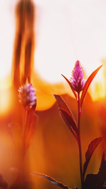 Image red flower in tilt shift lens