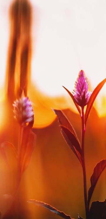 Image red flower in tilt shift lens