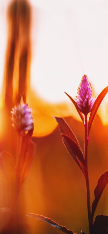 Image red flower in tilt shift lens