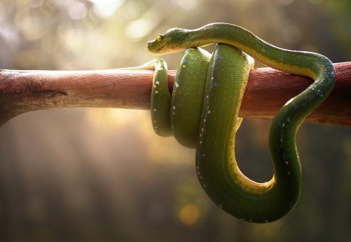 Image green snake on brown tree branch