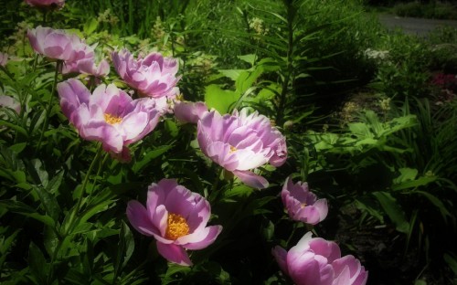 Image purple flowers with green leaves