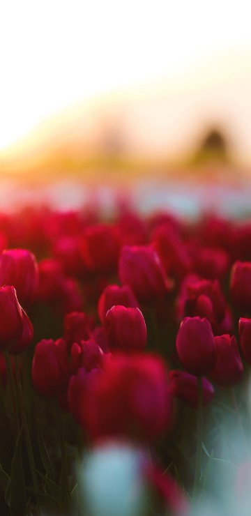 Image red tulips field during sunset