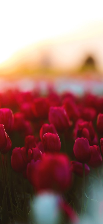Image red tulips field during sunset
