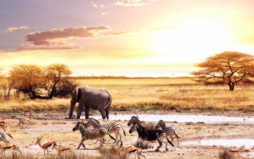 Image elephant, wildlife, savanna, herd, grazing