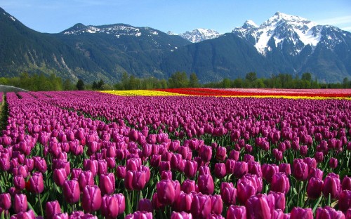 Image pink tulips field near green mountains during daytime