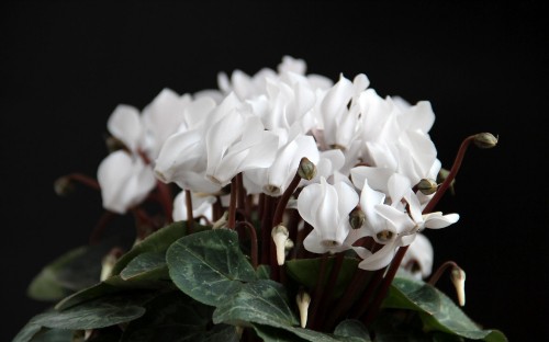 Image white flowers with green leaves