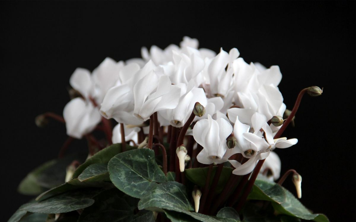 white flowers with green leaves