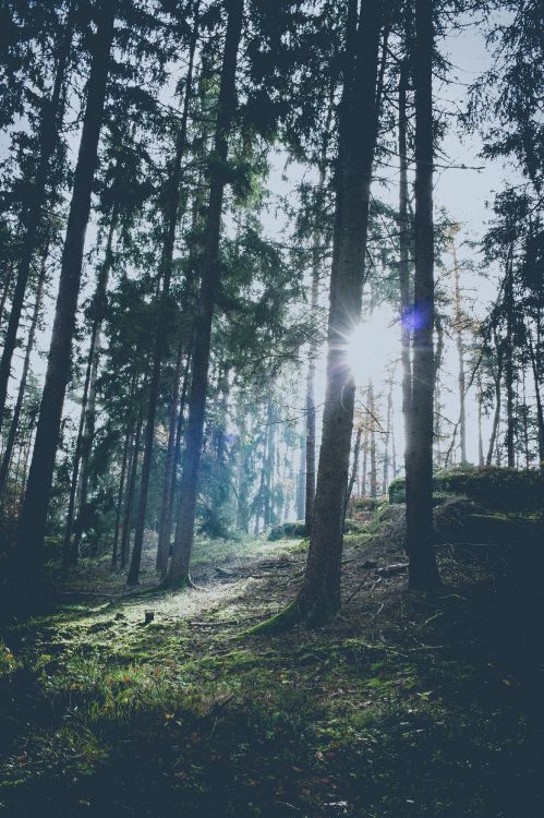 Sky, Light, Woodland, Fir, Temperate Coniferous Forest. Wallpaper in 3327x5000 Resolution