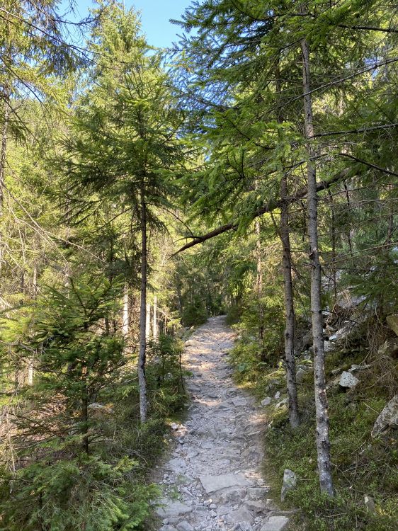 path, nature, natural environment, tree, forest