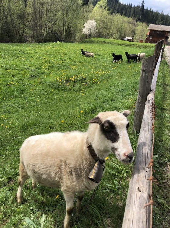 Carpates, Brebis, le Pâturage, Chèvre, Pâturage. Wallpaper in 1536x2048 Resolution