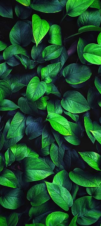 Blatt, Terrestrische Pflanzen, Bodendecker, Blühende Pflanze, Muster. Wallpaper in 1080x2400 Resolution