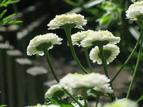 Image white flower in tilt shift lens