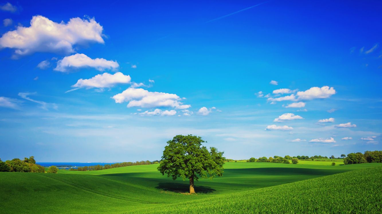 Arbre Vert Sur Terrain D'herbe Verte Sous Ciel Bleu Pendant la Journée. Wallpaper in 3840x2160 Resolution