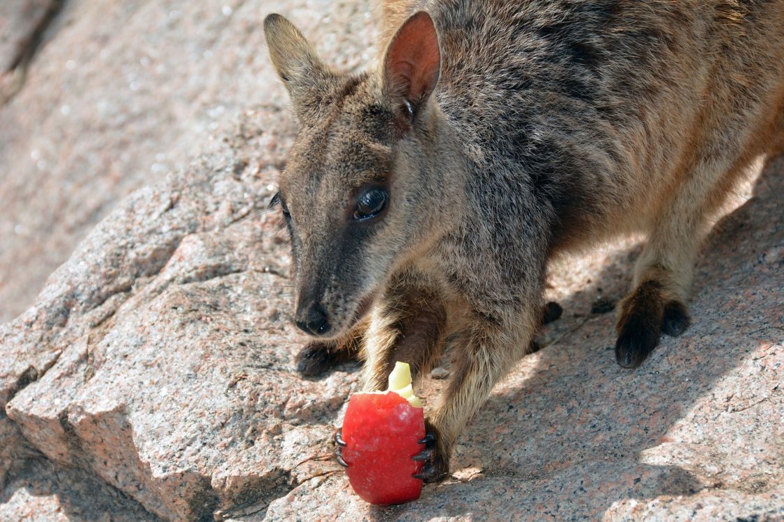 Wallaby, Canguro, Fauna, Marsupial, el Parque Nacional De. Wallpaper in 1920x1280 Resolution