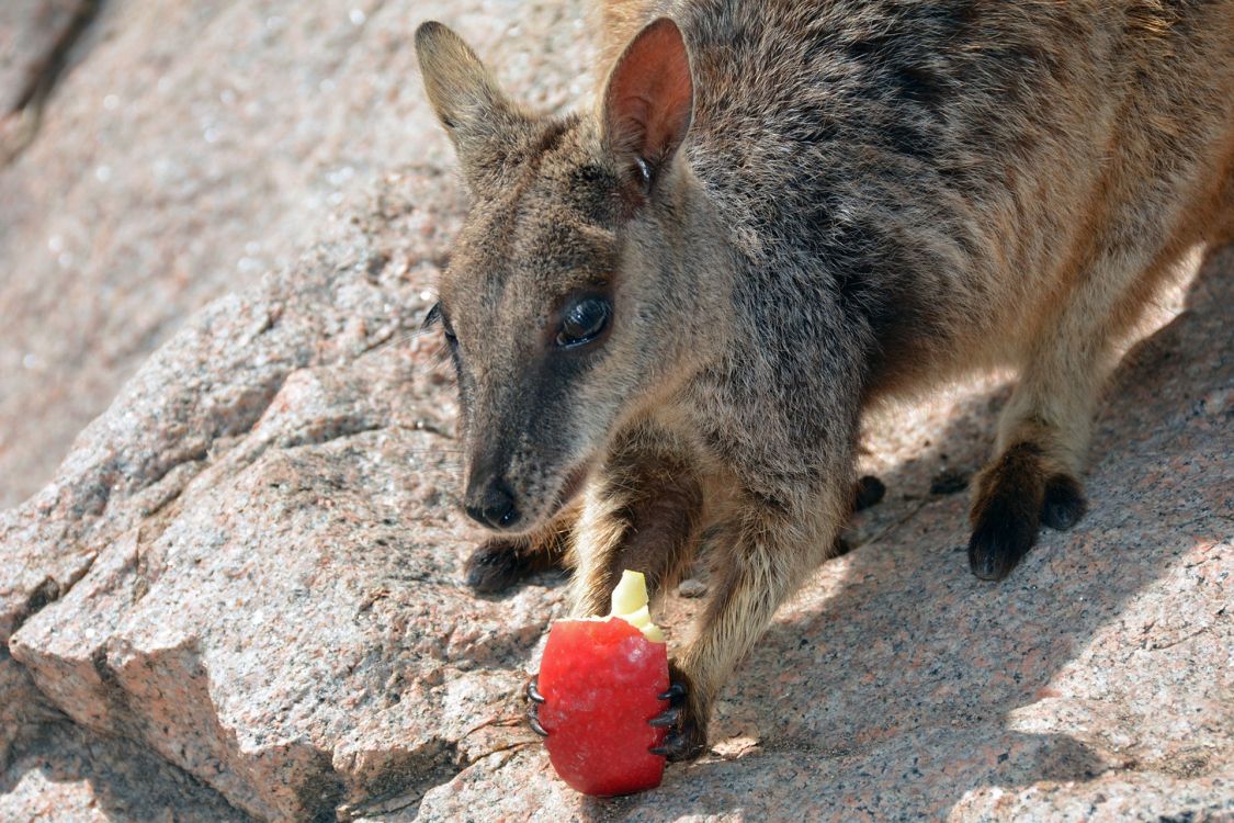 Wallaby, Kangourou, Marsupial, le Parc National De, Koala. Wallpaper in 1920x1280 Resolution