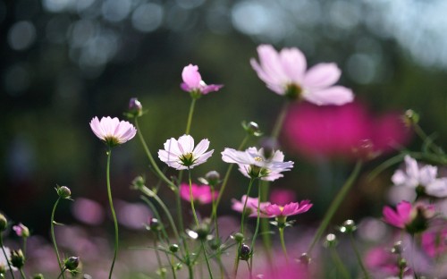 Image white and purple flower in tilt shift lens