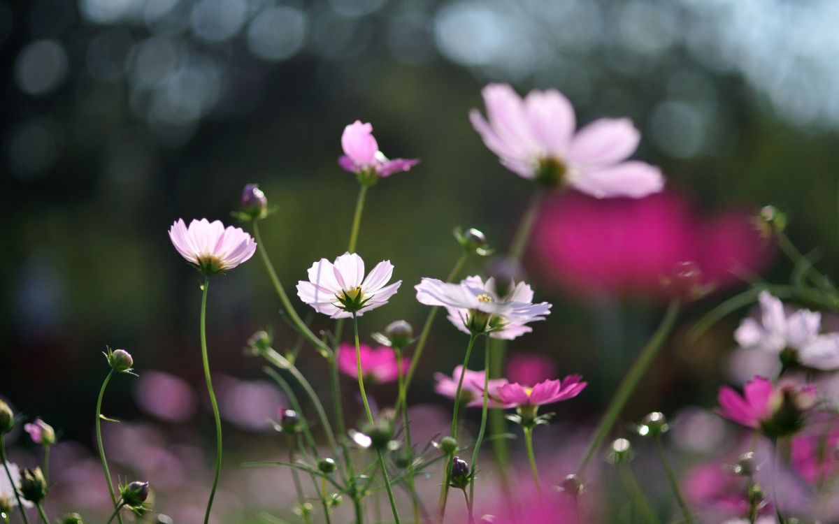 white and purple flower in tilt shift lens