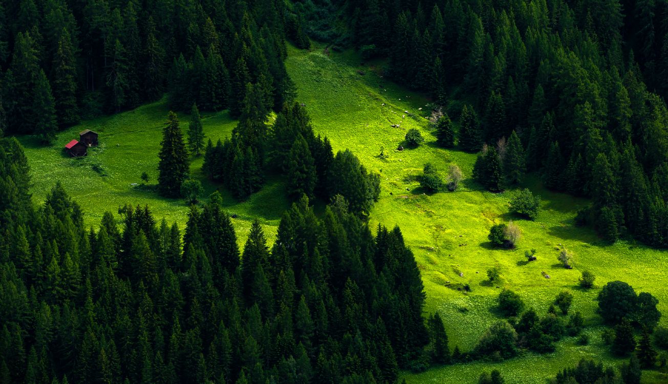 Champ D'herbe Verte et Arbres. Wallpaper in 4350x2500 Resolution