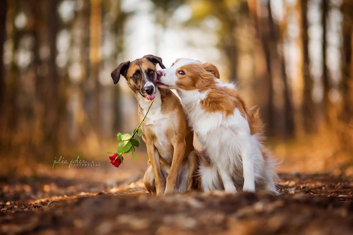 white and brown short coated dog