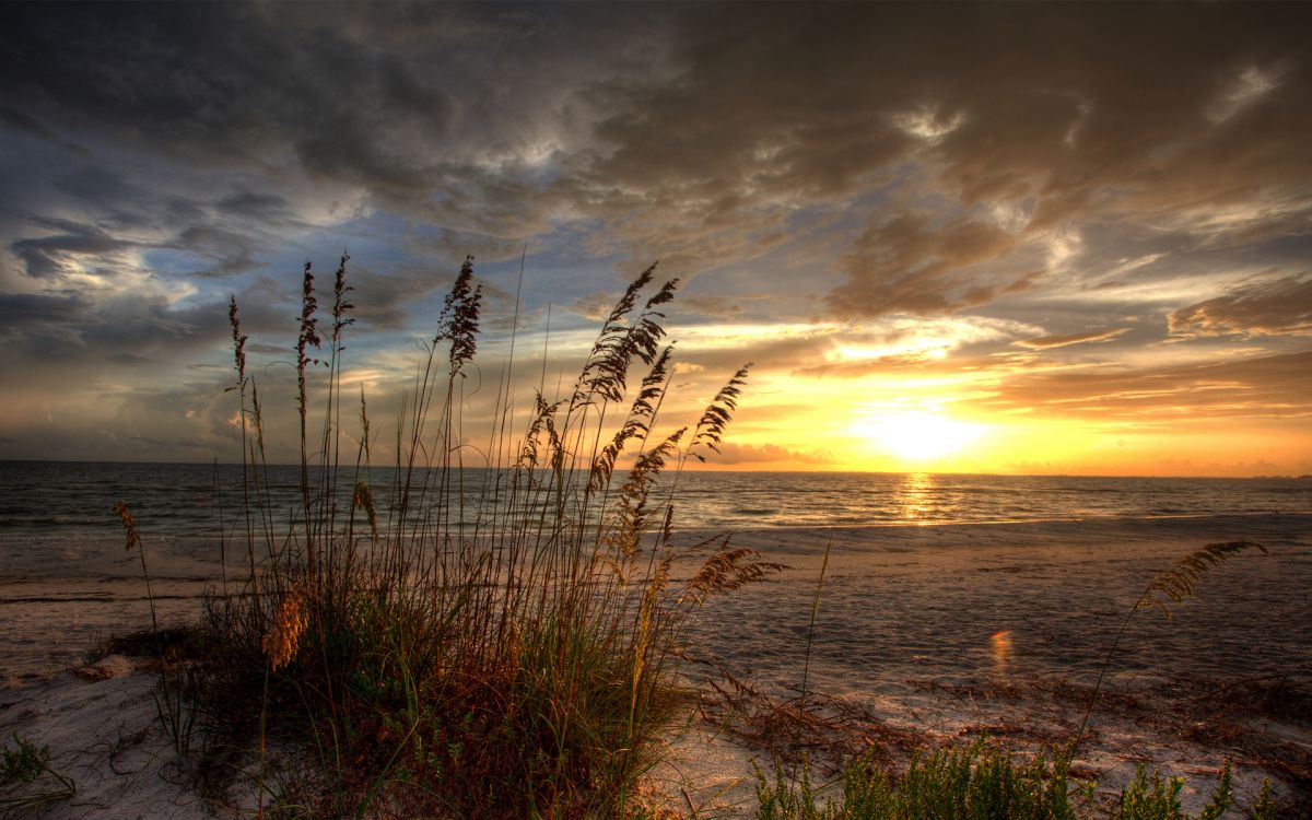 green grass near body of water during sunset