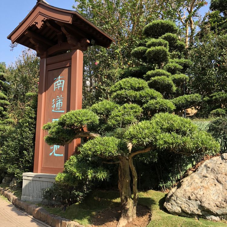 Hongkong, Baum, Staude, Garden, Immergrün. Wallpaper in 1772x1772 Resolution