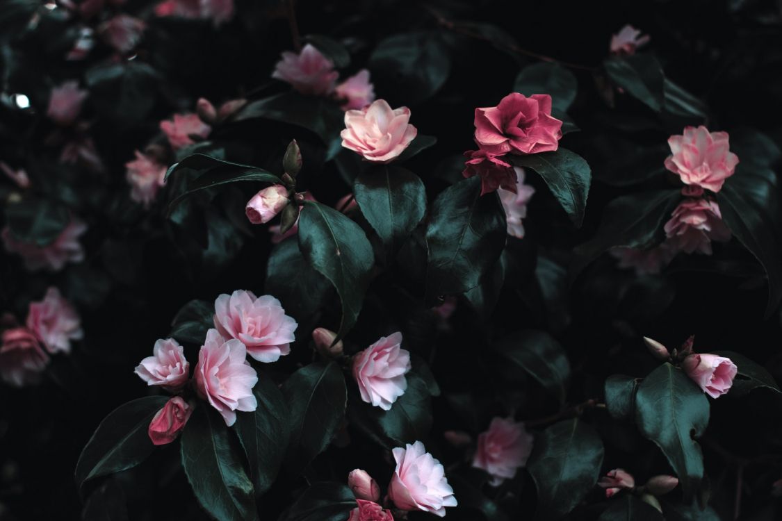 Flores de Color Rosa, la Floración de la Planta, Las Rosas de Jardín, Rosa, Planta Perenne. Wallpaper in 1920x1280 Resolution