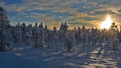 Image snow covered trees under cloudy sky during daytime