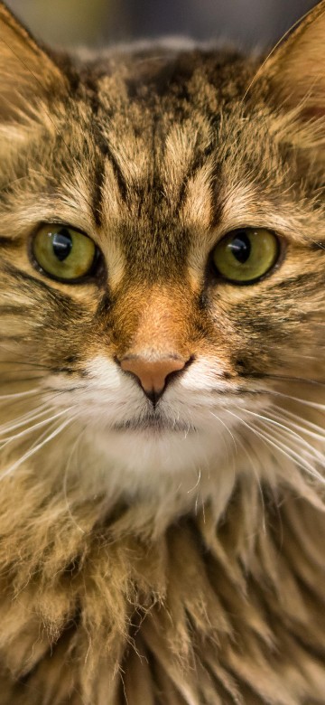 Image brown and white long fur cat