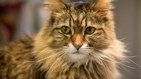 Image brown and white long fur cat