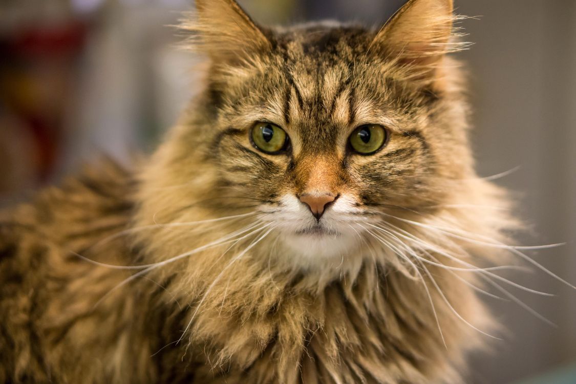 brown and white long fur cat