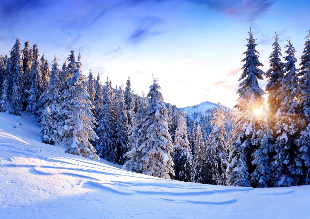 Schneebedeckte Kiefern Und Berge Tagsüber. Wallpaper in 7800x5522 Resolution