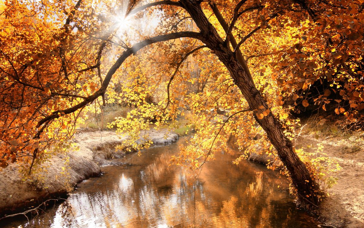 Gelbe Blattbäume in Der Nähe Des Flusses Tagsüber. Wallpaper in 2880x1800 Resolution