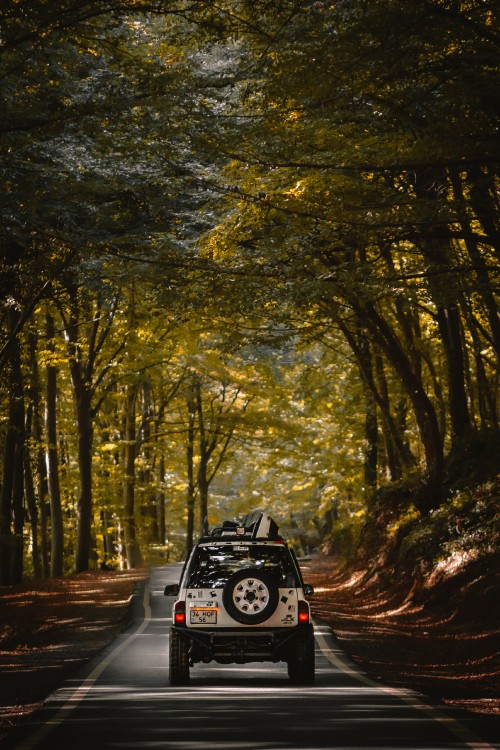 Image black car on road in between trees during daytime