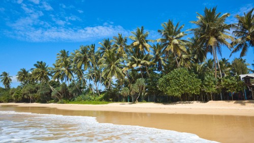 Image green palm trees on beach shore during daytime