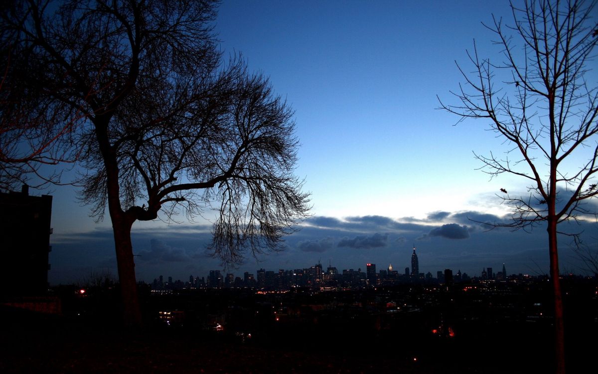 silhouette of trees during sunset