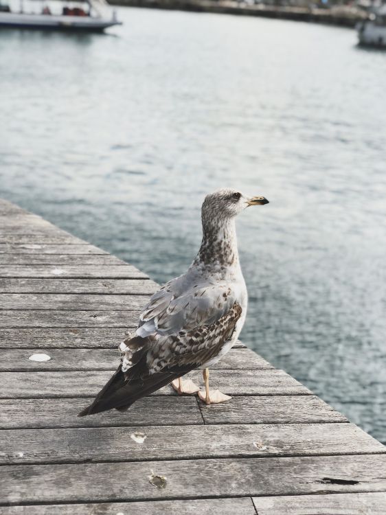 Eau, Oiseaux de Rivage, Mouette, Européenne de Goéland, Oiseau. Wallpaper in 3024x4032 Resolution