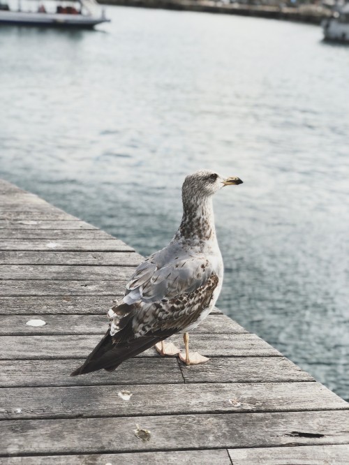 Image water, Shorebirds, gull, european herring gull, wood