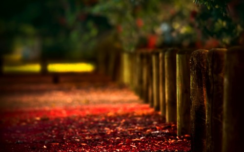 Image red and yellow leaves on ground