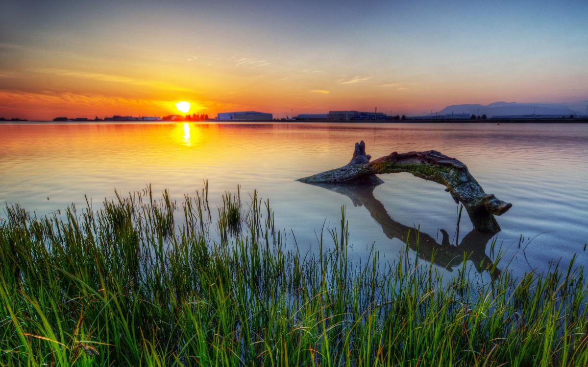 green grass near body of water during sunset