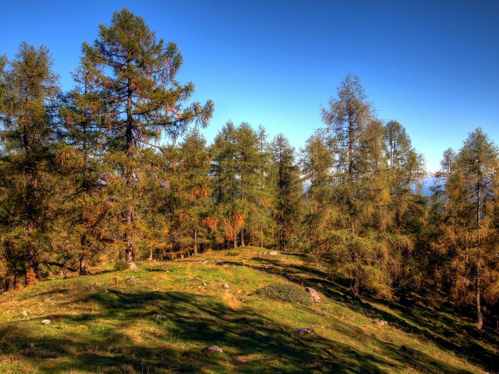 Árboles Verdes y Marrones Bajo un Cielo Azul Durante el Día. Wallpaper in 4000x3003 Resolution