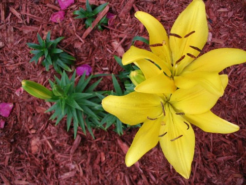 Image yellow daffodils in bloom during daytime