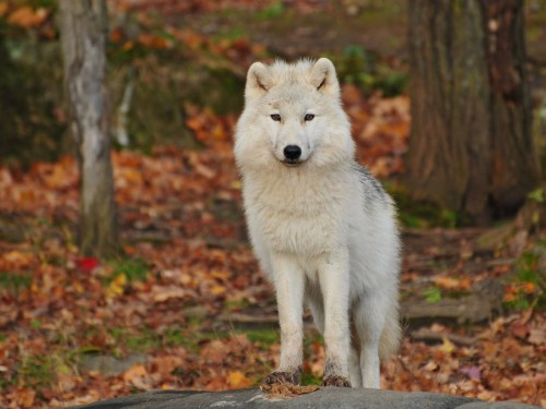 Image white wolf walking on brown dried leaves during daytime