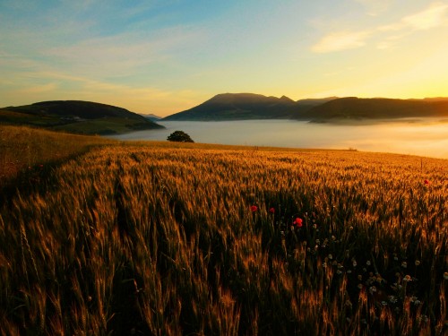 Image brown grass field during daytime