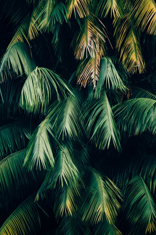 Image tree, vegetation, palm tree, green, plant