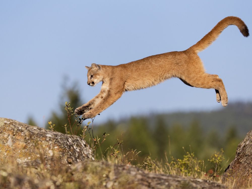 猫科, 野生动物, 陆地动物, Puma, 生态系统 壁纸 2048x1536 允许