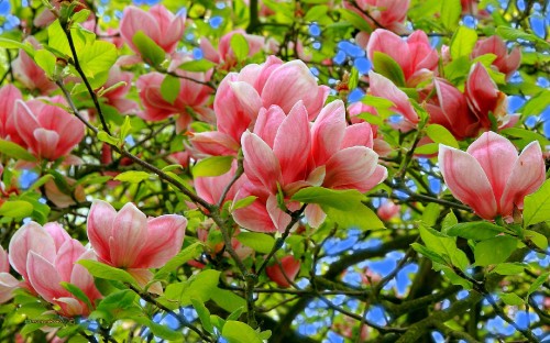 Image pink flowers with green leaves