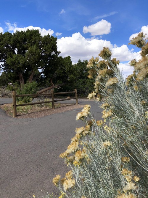 Image vegetation, shrubland, grasses, branch, plant community