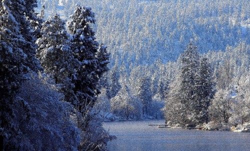 Image snow covered trees near lake during daytime